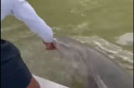 Elini yıkamak için suya uzanan adamı köpek balığı elinden kapıp suya düşürdü